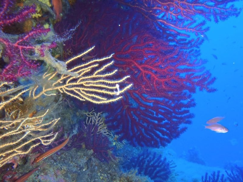 Advanced Open Water Diver Padi 3 Advanced Open Water Diver Padi