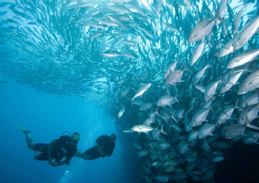 Advanced Open Water Diver Padi 2 Advanced Open Water Diver Padi