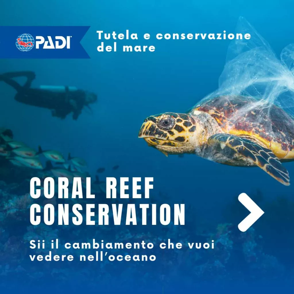 Corsi subacquei di Specialità Padi