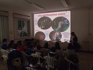 Chi è Elysub